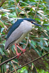 Black-crowned night heron (Nycticorax nycticorax) perched on a branch amidst lush foliage. 