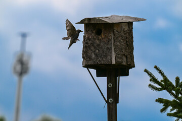 Birds