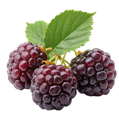 Fototapeta premium Fresh Blackberries on Transparent Background