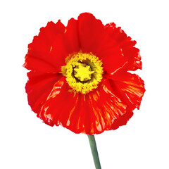 poppy flower
