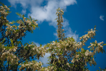 Lush brushes of white acacia flowers in full bloom under a clear blue sky. Blooming inflorescences of Robinia pseudoacacia in the spring. Spring freshness. Photo background.