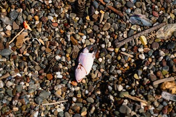 Crab claw on California coast
