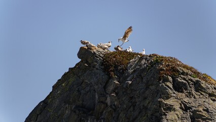 Seagulls on a Rocky Cliff