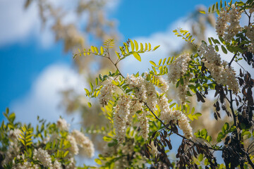 Lush brushes of white acacia flowers in full bloom under a clear blue sky. Blooming inflorescences of Robinia pseudoacacia in the spring. Spring freshness. Photo background.