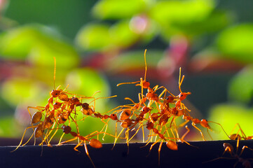 a group of red ants are working together to find food
