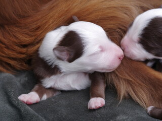 A brown and white puppy is sleeping on its mother's back