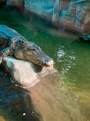 Alligator lying on big rock in terrarium zoo