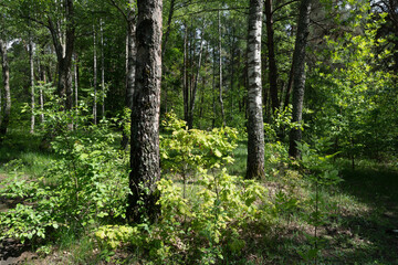 Lush forest landscape with sunlight and tall trees