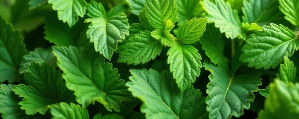 Close-up shot showcasing diverse herb leaf textures and shapes , greenery, organic