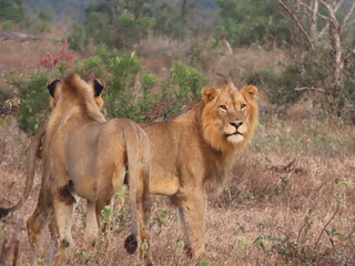 Male lions in the morning light