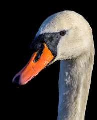 Swan