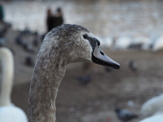 Grauer Schwan