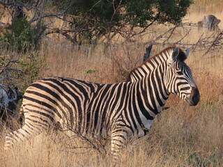 Zebra in the morning light