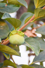 close-up of green persimmon fruit growing on the tree. fresh persimmon fruit in the orchard, Young green fruits of Kaki Persimmon or Diospyros kaki in Japan, Group of fresh green persimmons with green