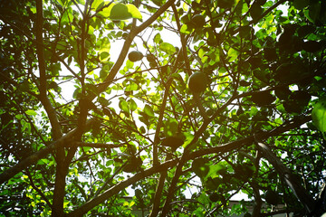 View under the lemon tree with sunlight shining through