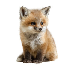 Obraz premium A small fox sitting on black background isolated on white background.png isolated on transparent background 