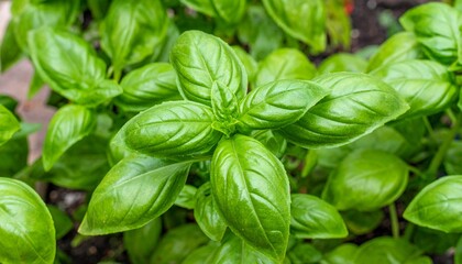 Vibrant green basil leaves from a home herb garden, perfect for culinary aficionados 