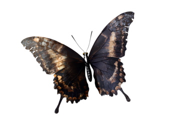 A realistic butterfly, flying in a transparent background with no shadow, PNG clipart