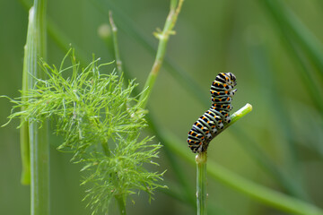 caterpillar