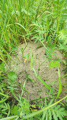 Anthill in green garden. Wood ant in an anthill Formica rufa