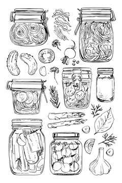 Fermented vegetables. Vector food line drawing on white background. Jars with preserves, sauerkraut, pickles.