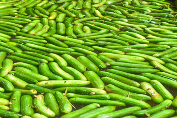 European cucumber Plant, Cucumber, Cucumber harvest english Cucumis sativus seedless bio green vegetable farmer farming greenhouse folio European fresh farm garden harvesting burpless long food plant 