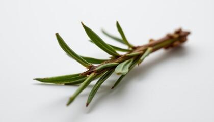 Fototapeta premium snipped rosemary twig with woody stem partially stripped of leaves, fresh resin visible at cut point, macro texture detail captured from low angle
