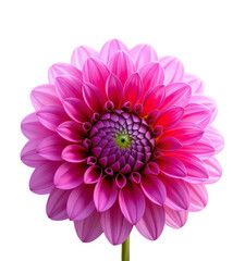 Pink Dahlia Flower, Isolated Transparent Background, Modern Design Element