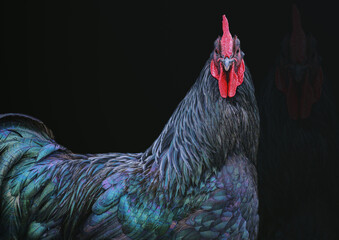 cock 