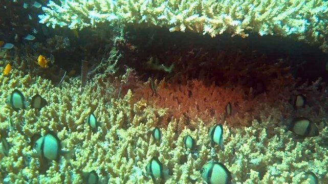 Reticulated dascyllus gather near table coral for protection.