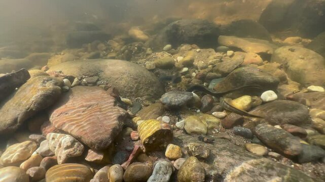 Three Brook lampreys (Lampetra planeri) in a small creek during the spawning season. Estonia.