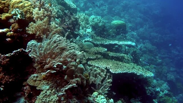 Pachyrhynchia hydroid and Acropora table coral attracts fish on coral reef.