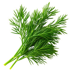 Fototapeta premium Fresh green dill sprigs isolated transparent background culinary herb