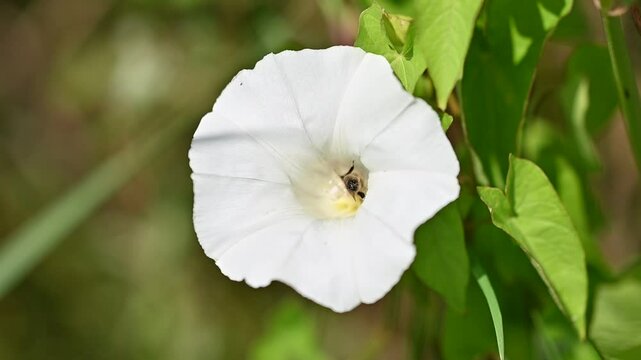 Macro clip of a bee collecting nectar from a white bindweed flower in natural sunlight.