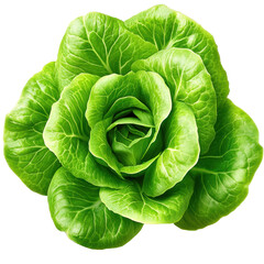 Fototapeta premium Fresh Green Lettuce Head Detailed Close Up Shot Perfect for Healthy Eating Concepts isolated on transparent background