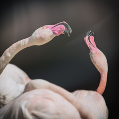 Flamingos
