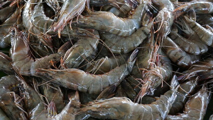Tiger prawns are widely cultivated and have high economic value.