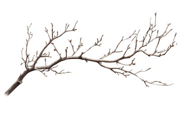 Bare Tree Branch Isolated Against Black Backdrop in Winter Season