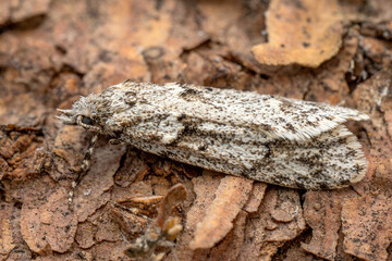 March dagger moth - Diurnea fagella, small spring moth from European forests and woodlands, Zlin, Czech Republic.