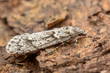 March dagger moth - Diurnea fagella, small spring moth from European forests and woodlands, Zlin, Czech Republic.