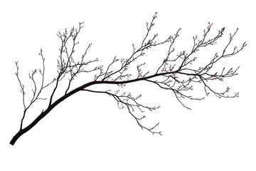 Branch Silhouette Against Black Background in Minimalism and Contrast Style