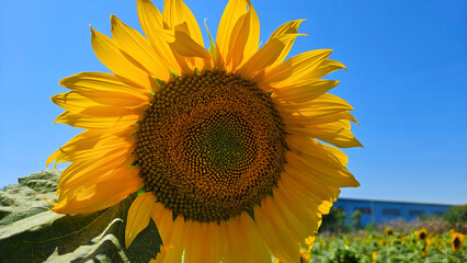 Fototapety na wymiar - Fototapeta24.pl