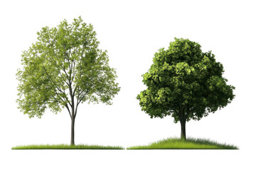 Obraz premium Two Trees Stand Tall With Lush Foliage and greenery and forest