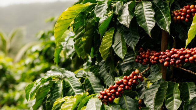 Coffee cherries ripening on a tree in a lush plantation