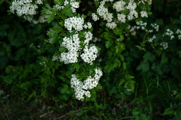 Trees white blooming in park . green background. 