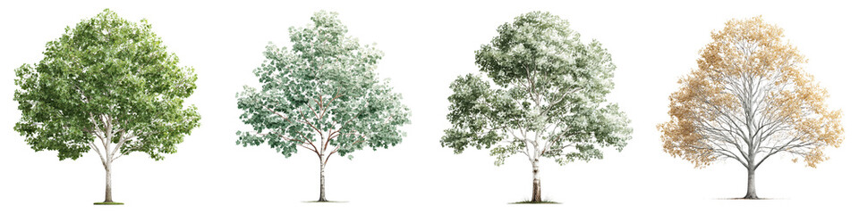 Obraz premium A collection of trees illustrating the cyclical changes in foliage and appearance throughout the different seasons in a natural environment