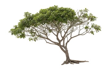 Single green tree isolated on a white background