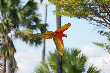 red macaw parrot free flying bird © Sanit