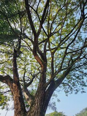 Lush canopy and strong branches of a large tree.