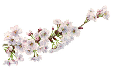 アナログ水彩桜／ソメイヨシノの枝
